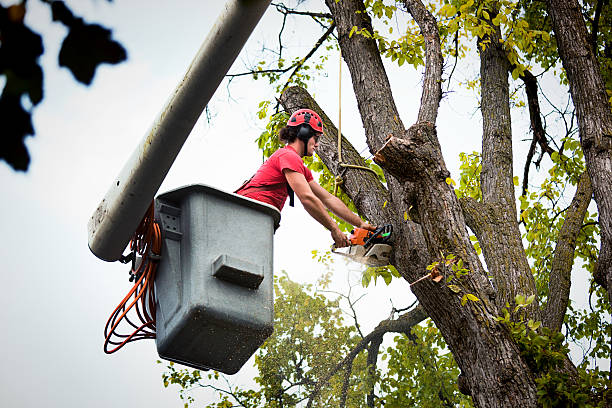 Palm Tree Trimming in Detroit, MI